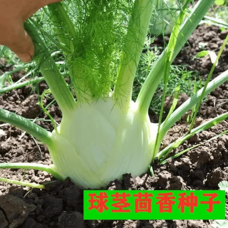球茎茴香种子结球小茴香籽大田阳台庭院盆栽蔬菜种子春秋四季播