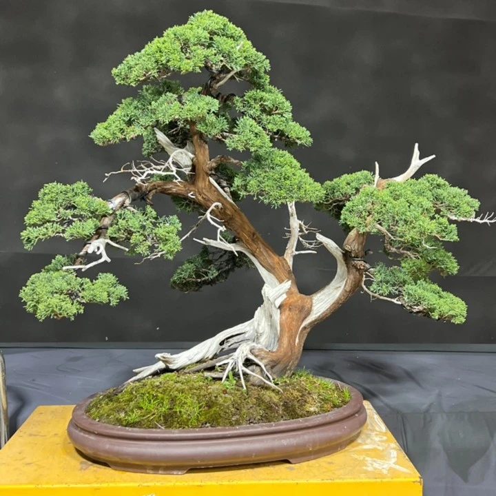 斗山精品盆景直播间·一物一价