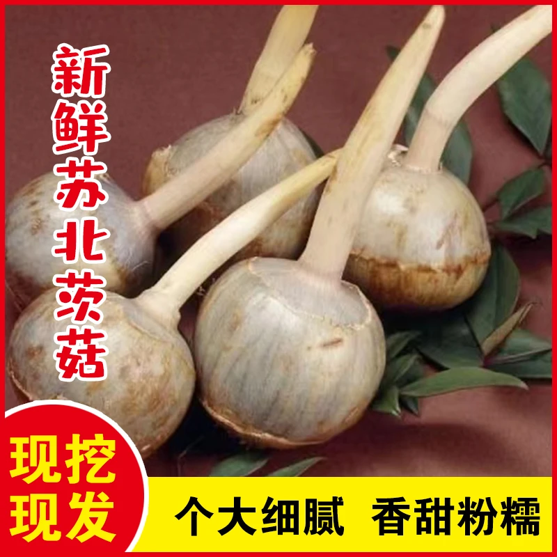 苏北茨菇新鲜时令蔬菜江苏白慈姑小茨菇现挖现发非云南牙菇白栗菜