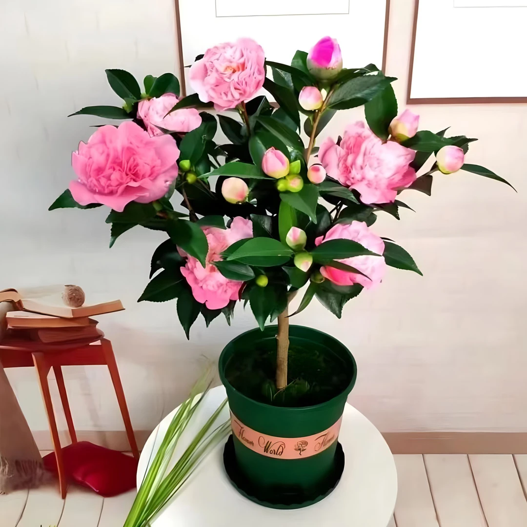 精品4年香妃山茶花盆栽带花苞花卉植物室内庭院阳台好养茶花树苗