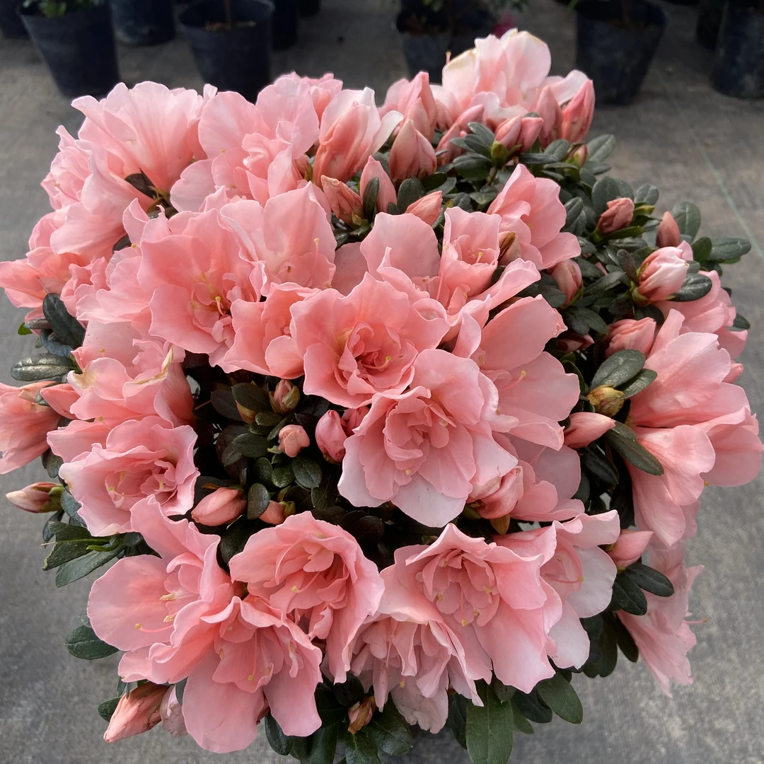小桃红杜鹃花盆栽花卉植物室内四季易开花带花苞阳台好养活绿植