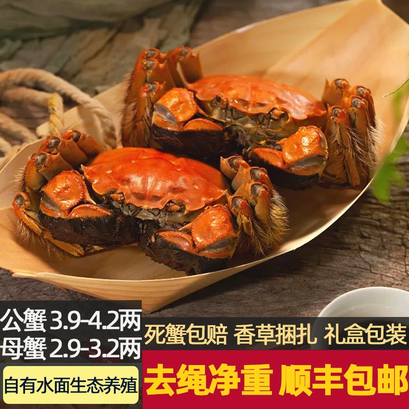 【活蟹】公母鲜活大闸蟹公3.9-4.2两母2.9-3.2两大螃蟹礼盒8-10只装
