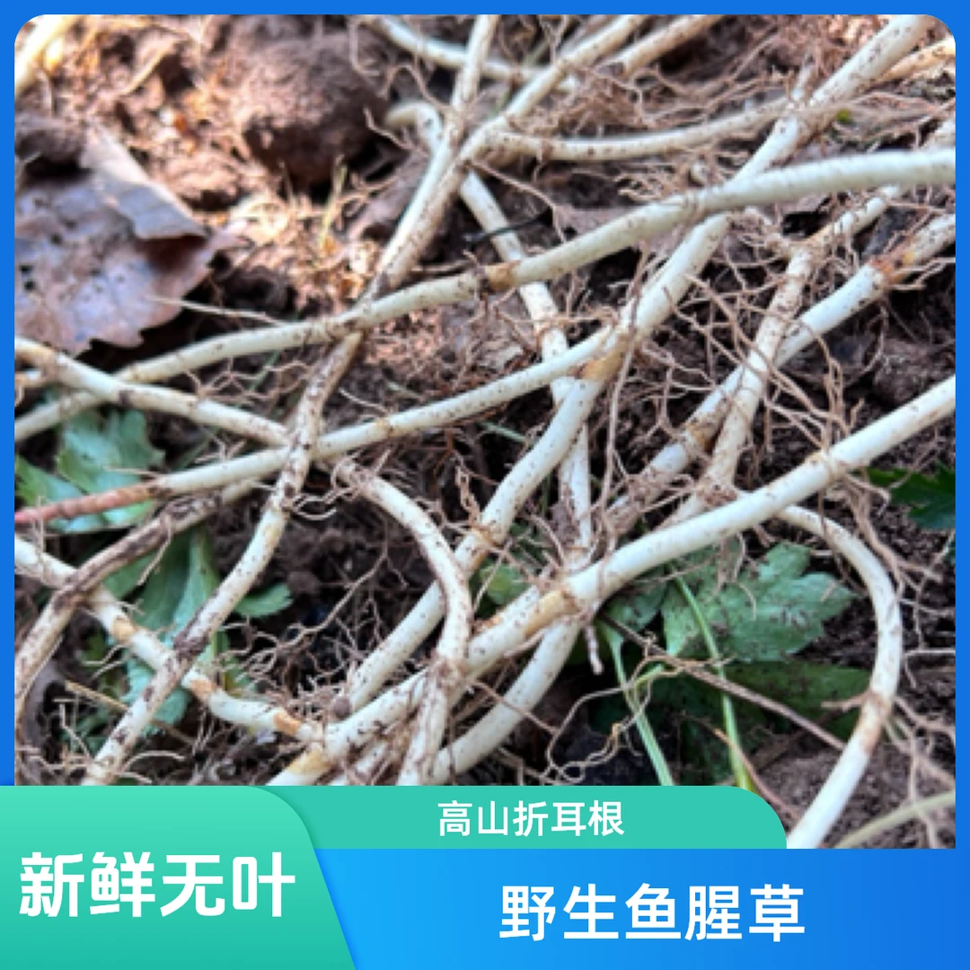 高山野生鱼腥草折耳根1000克新鲜鱼腥草现挖无叶2斤全野生折耳根