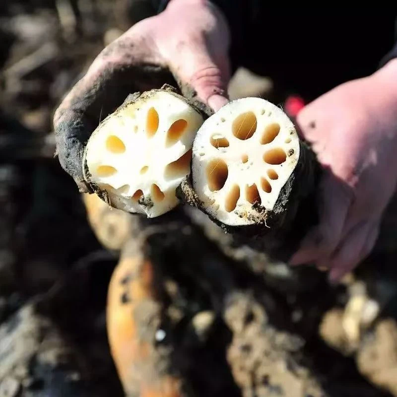 湖北特产新鲜莲藕现挖现发红汤红肉农家自种