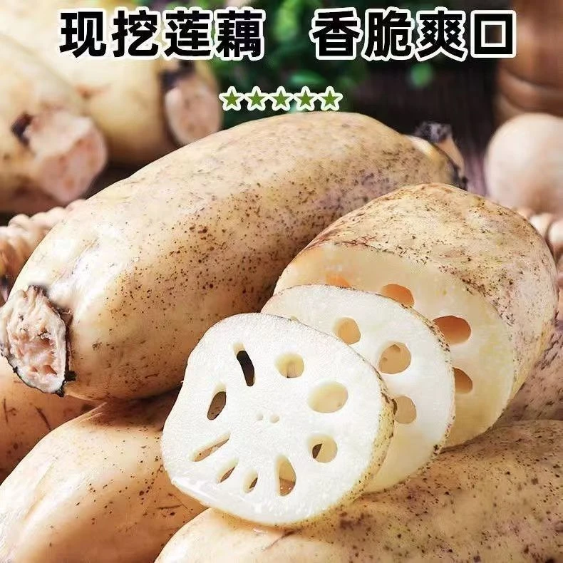 农家自种新鲜莲藕生吃炒菜凉伴鲜嫩煲汤清甜爽口新鲜现挖现发