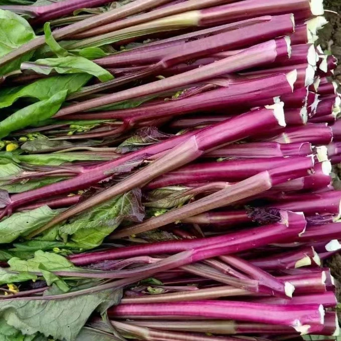 湖北特产餐桌上的美食农家种植现摘现发新红油菜苔包邮到家