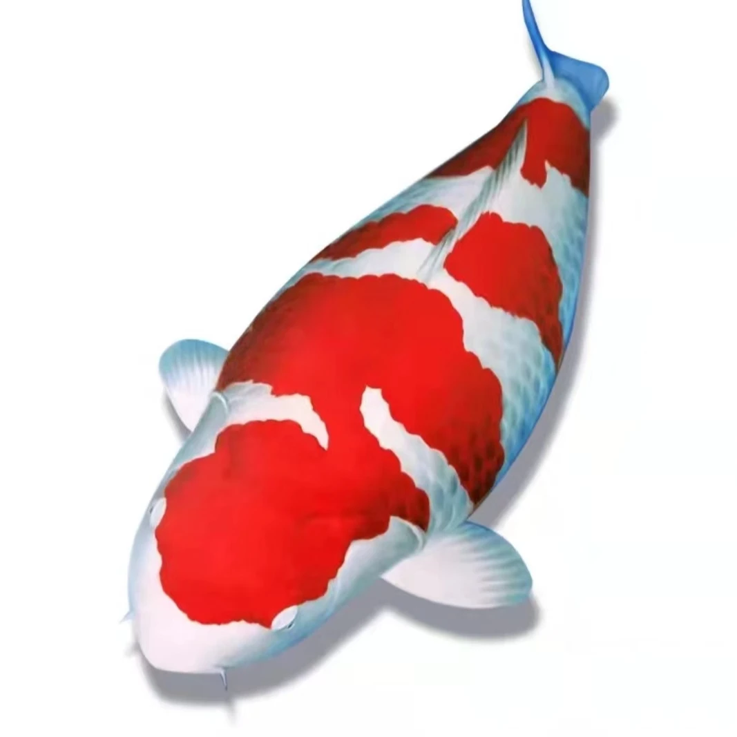 锦鲤红白大正精品