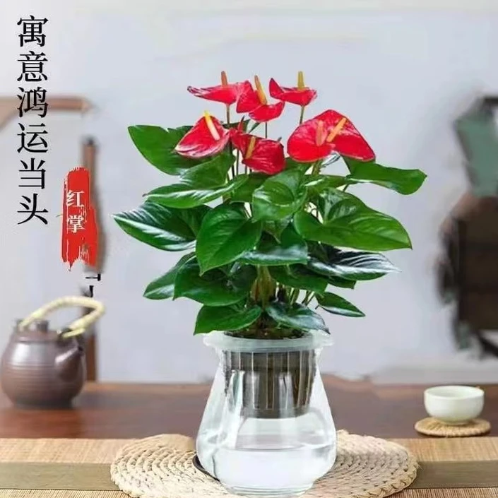 【新人福利】3-5朵花红掌盆栽四季开花室内水培植物花卉绿植客厅