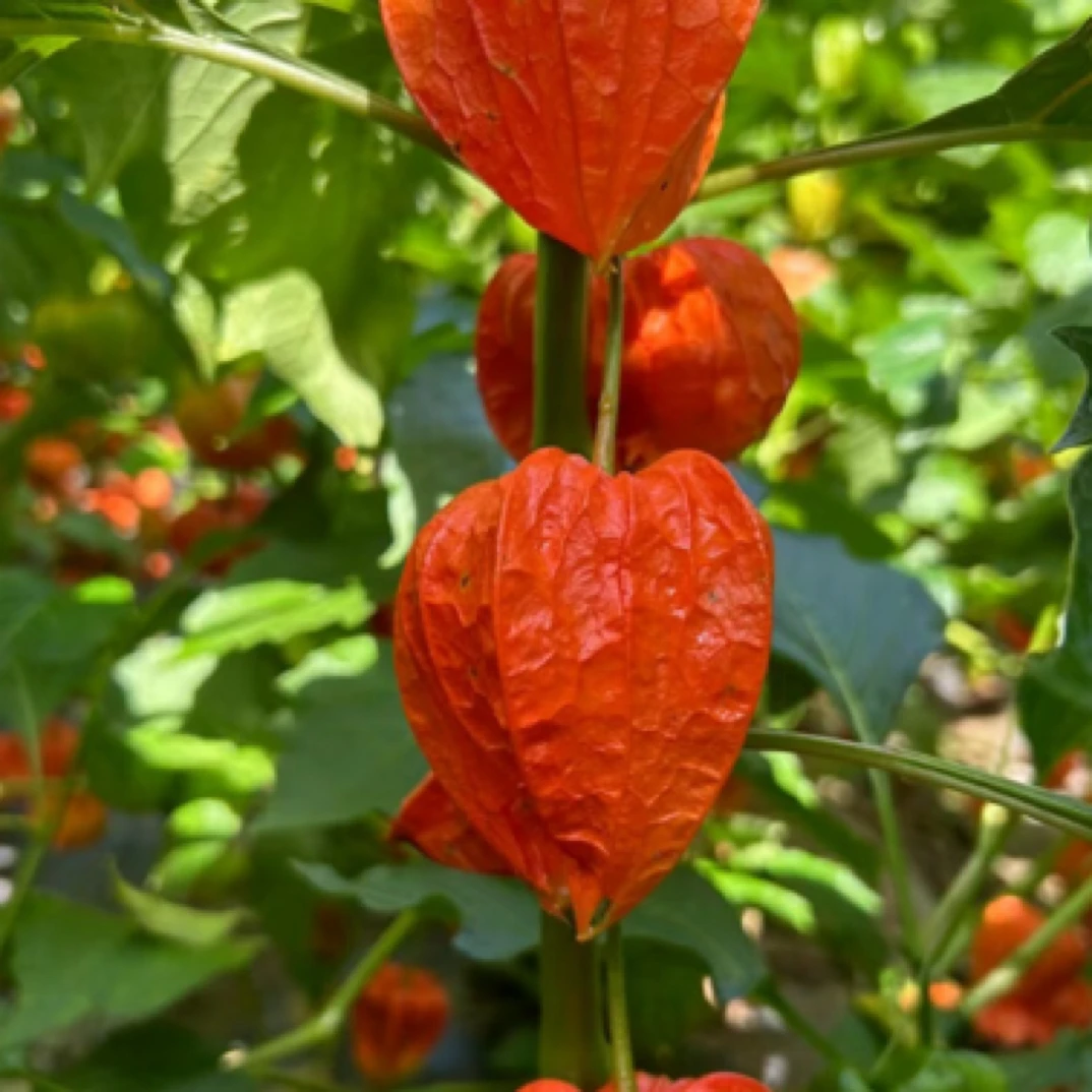 整颗红菇娘可以做展示 插花用 共三支