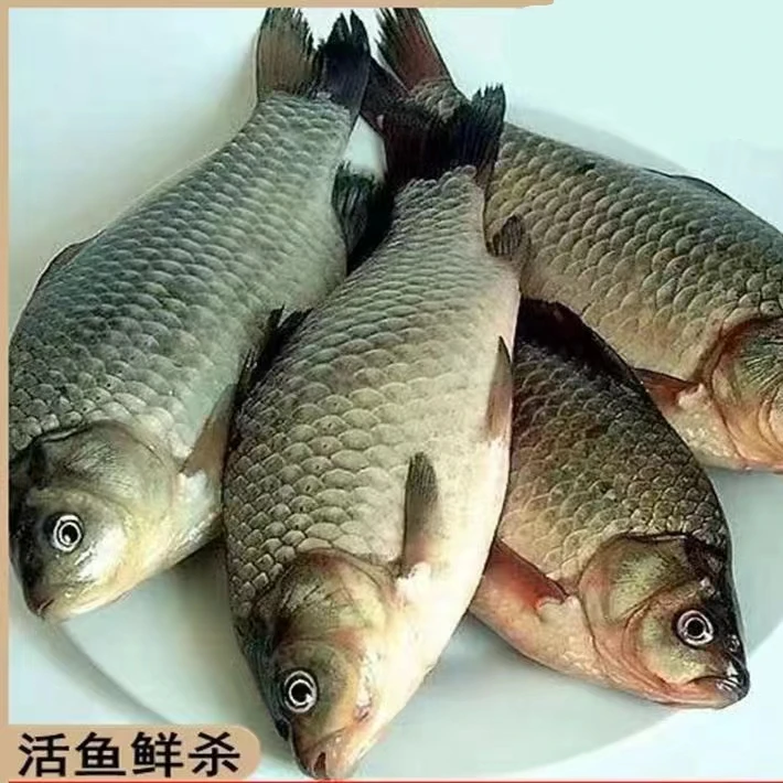 邱古老水腌配料湖南冻干土鲫鱼新鲜土鲫鱼糍粑干土鲫鱼单冻。