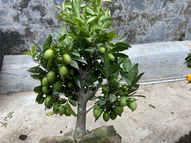 金弹子小品付款处