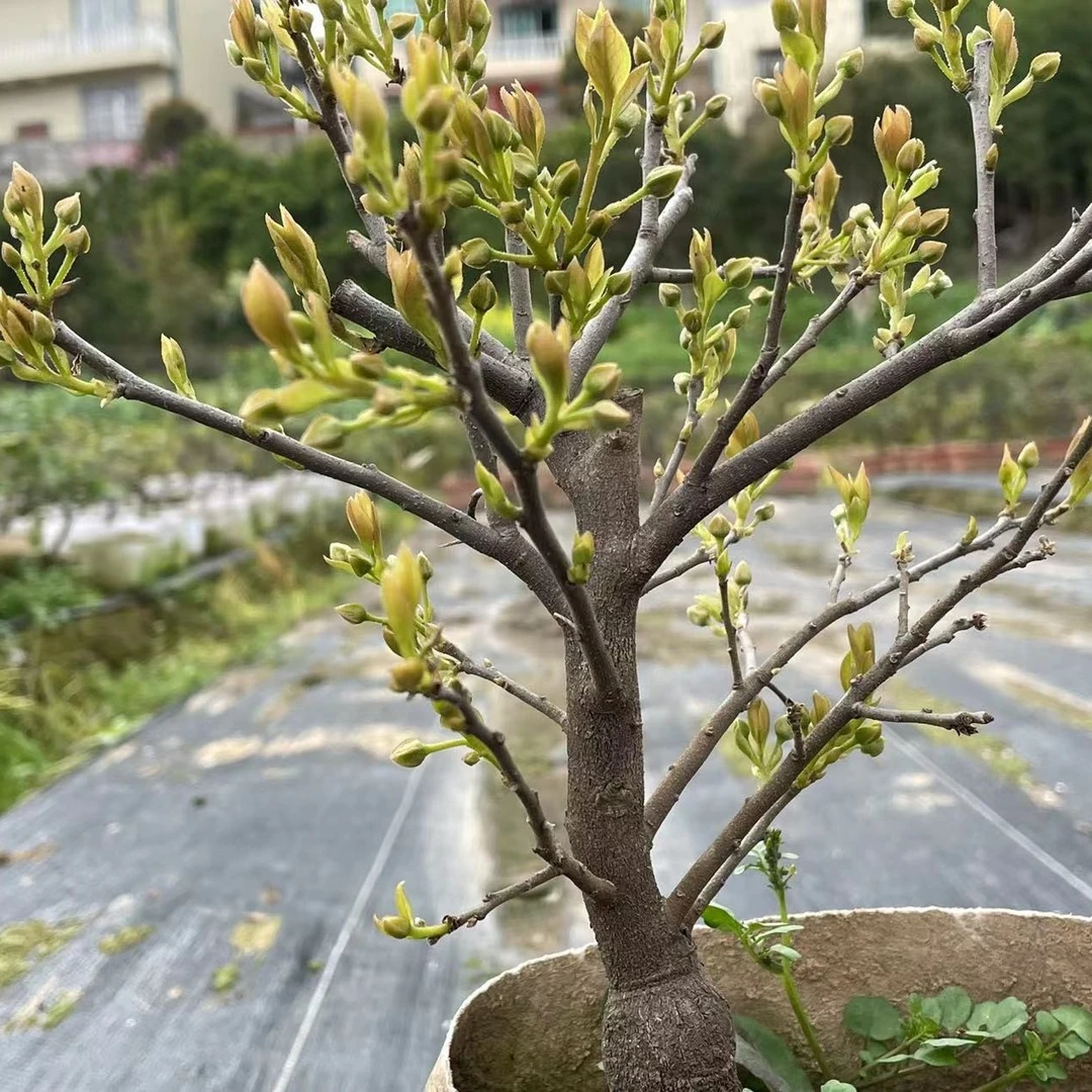 金弹子小品盆景直播付款处秋季春季植物庭院禅意桌面中式养护观察