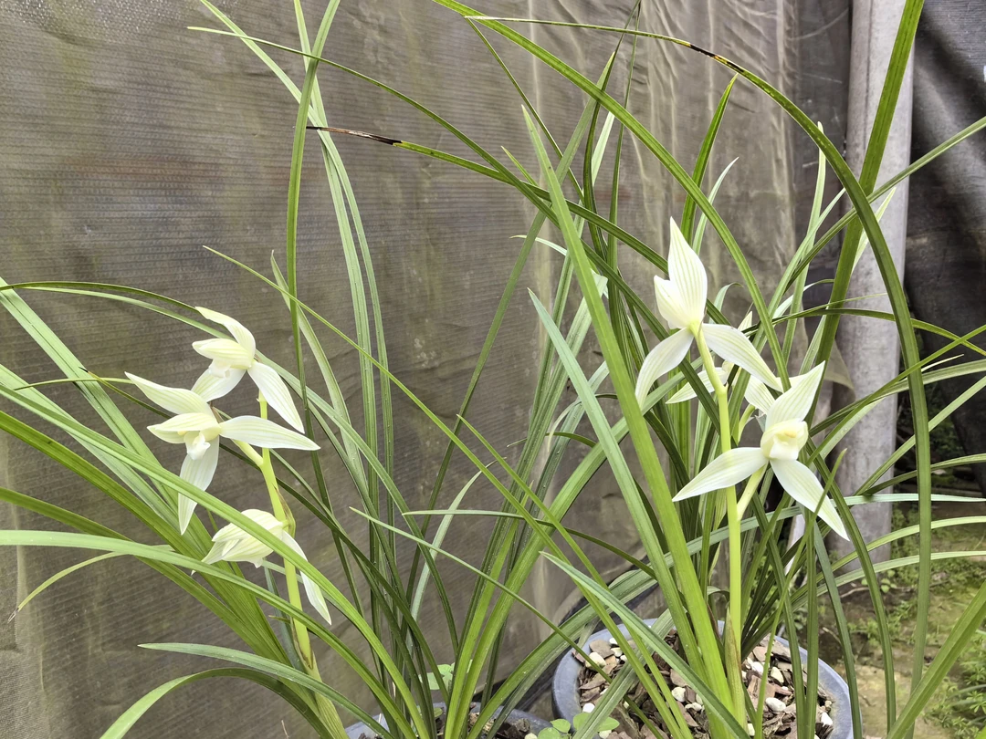 莲瓣兰精品冰白素心，莲瓣名品兰花，花香浓郁。