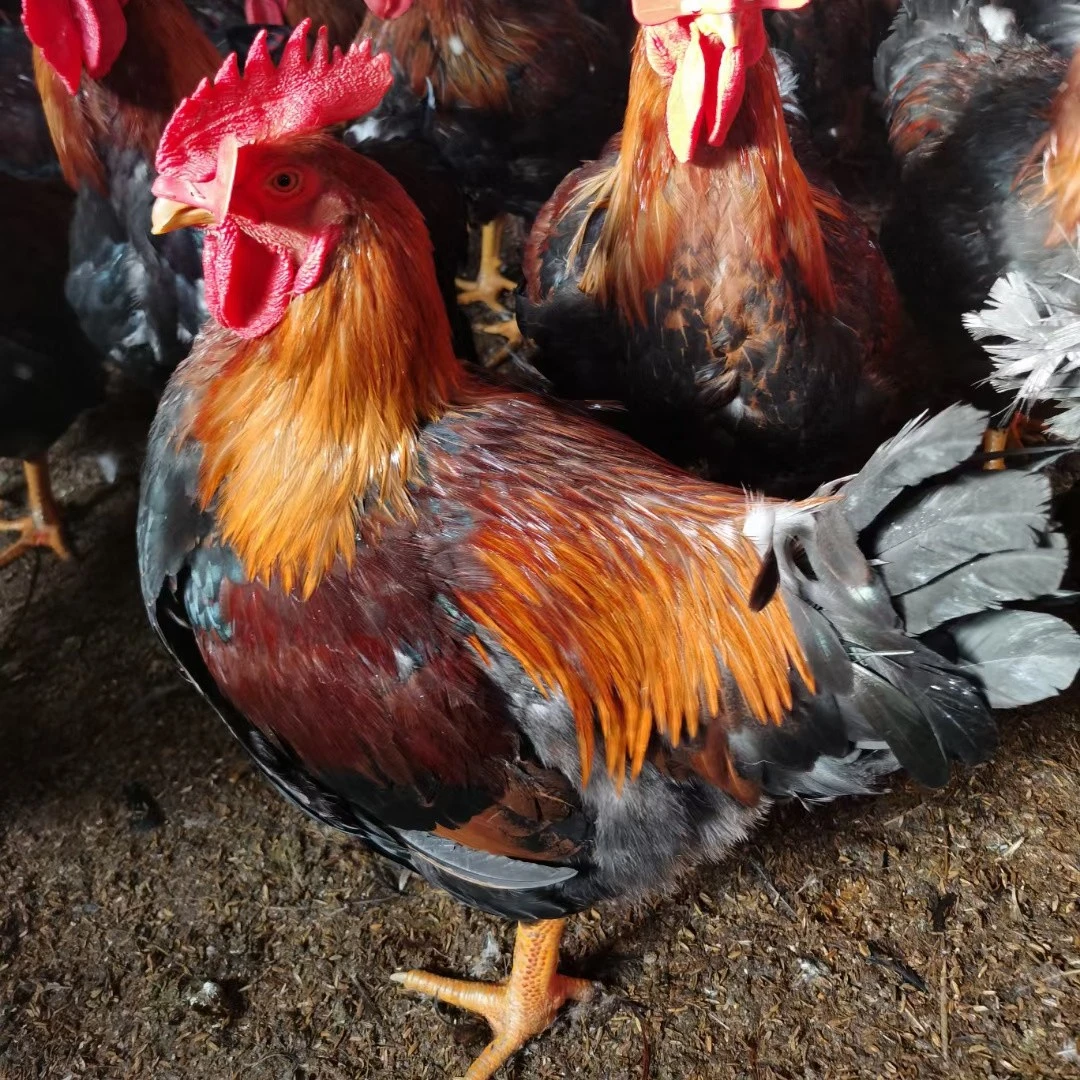 大红公鸡 质量保证 现杀现吃