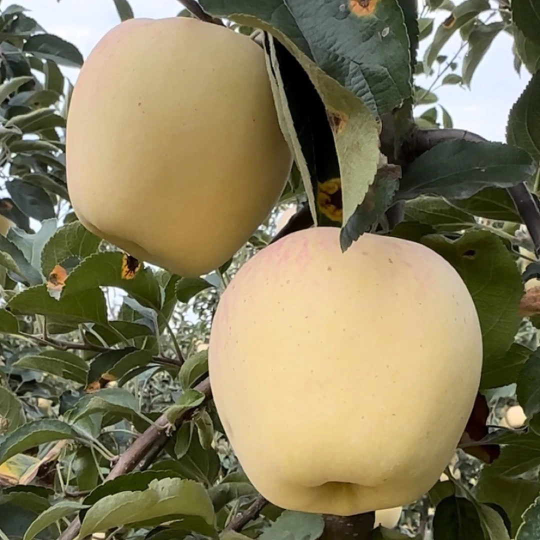 维纳斯黄金苹果树苗：苹果届的白富美 含糖量24 天花板级别