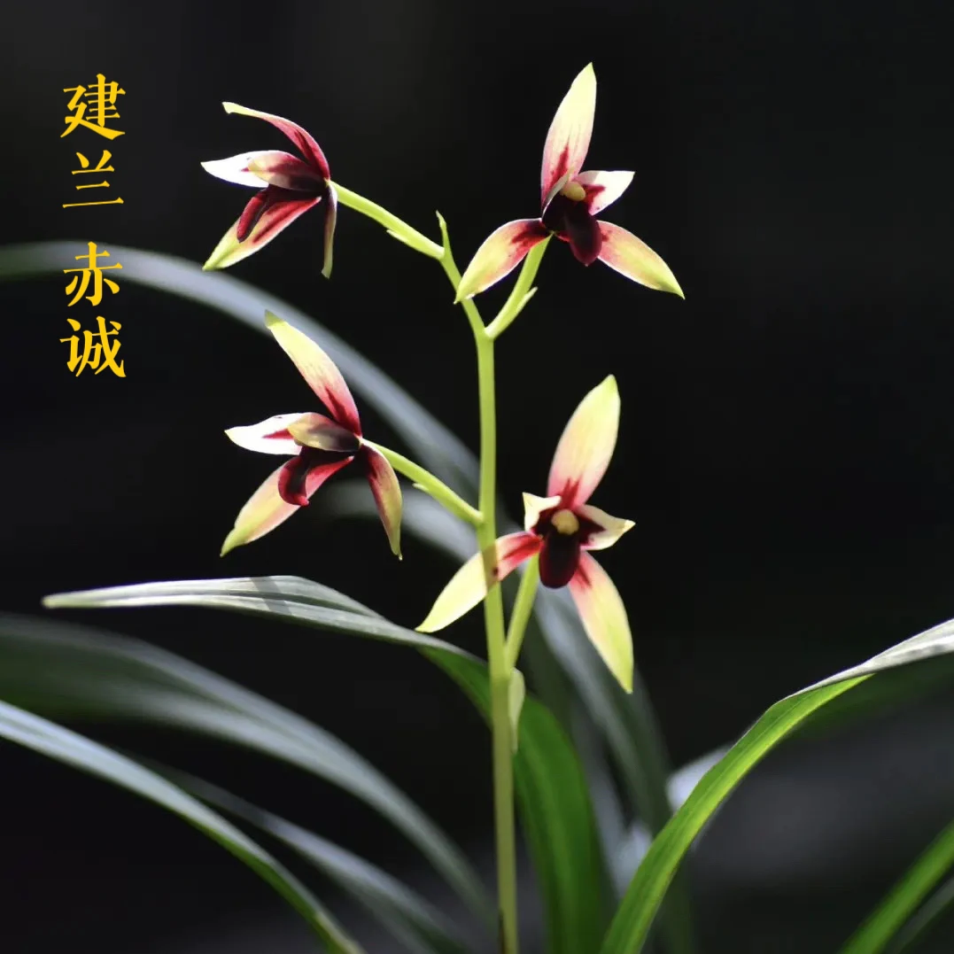 收藏级建兰峨眉晨光赤诚浓香红素名品绿植花卉室内庭院盆栽一苗