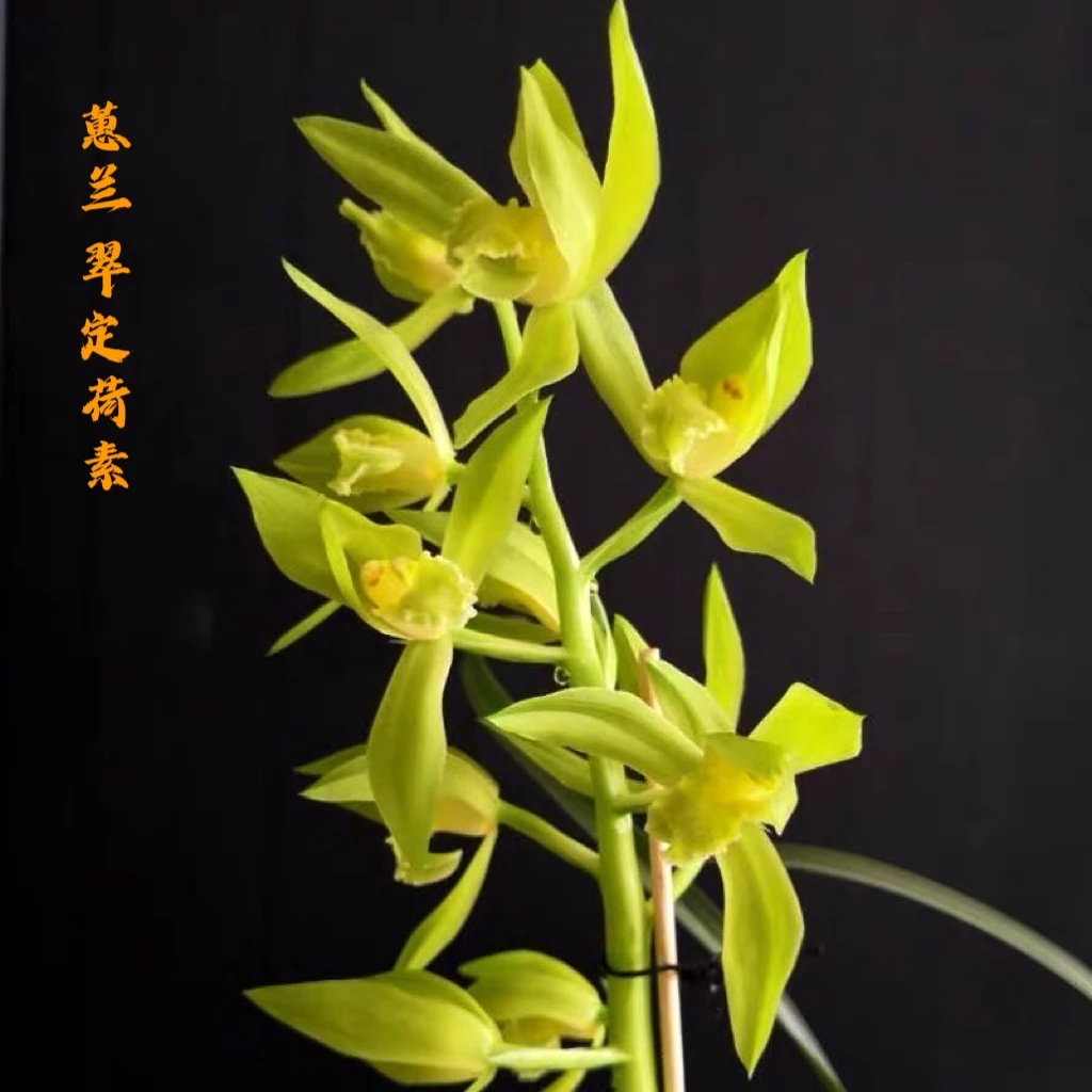 蕙兰老种翠定荷素浓香型室内外庭院好养花卉传统高档高档素心名品