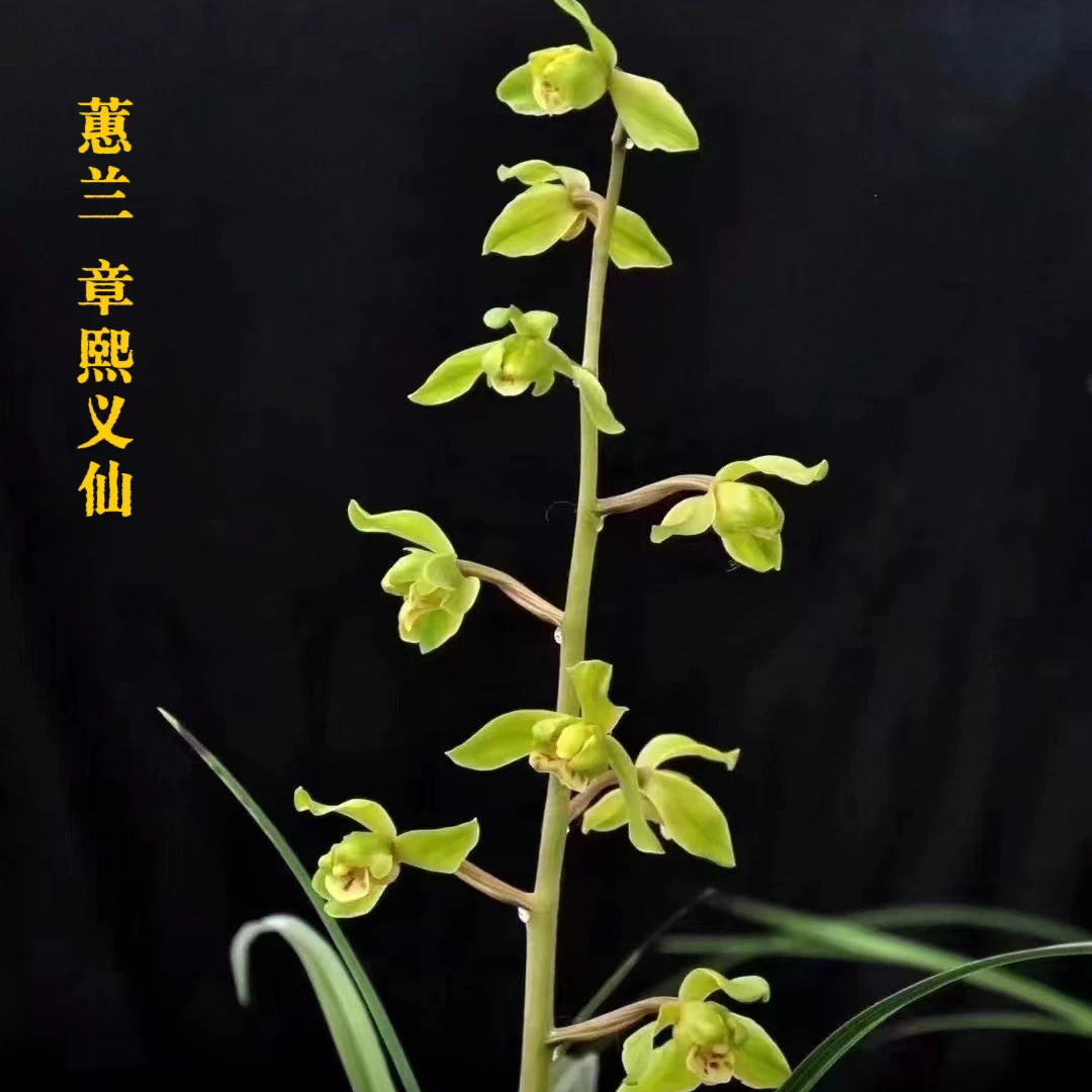 蕙兰章熙义仙水晶磷生体水晶斑稿大花型文飘荷型水仙兰花庭院花卉