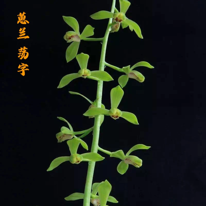 蕙兰荡字绿蕙小荷形水仙婉约灵动浓香蕙兰老八种国兰兰花盆景花卉