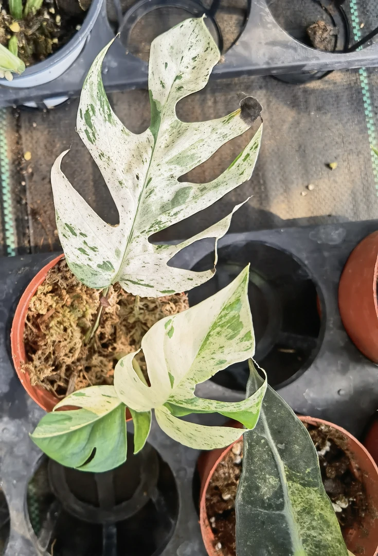 直播间植物一物一拍专用