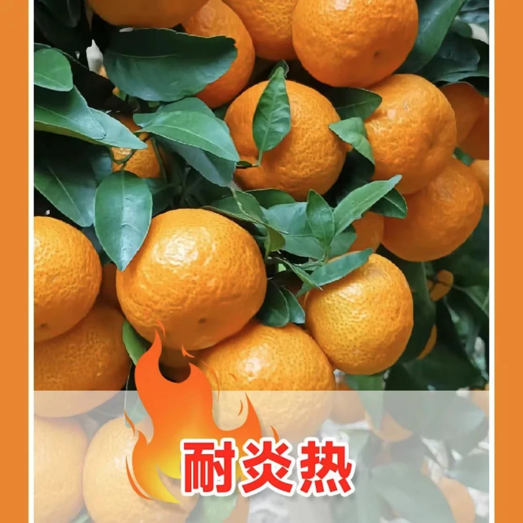 黄岩蜜桔胡柚红美人脐橙无花果佛手等精品果树苗多年生带果发货