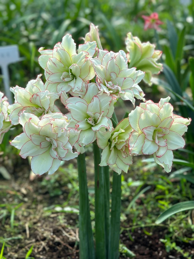 皮皮包对版朱顶红种球重瓣自然球福利（送肥料）