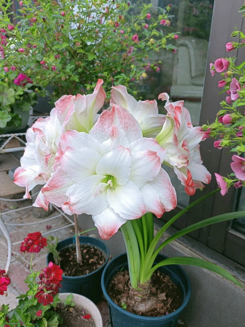 （糖果戴斯）包对版朱顶红种球重瓣自然球福利（送肥料）