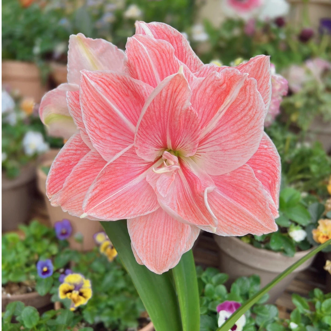 （初恋）包对版朱顶红种球重瓣自然球福利（送肥料）