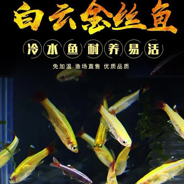 白云金丝鱼小型原生鱼荷兰金丝冷水鱼不加温原生淡红尾灯科鱼