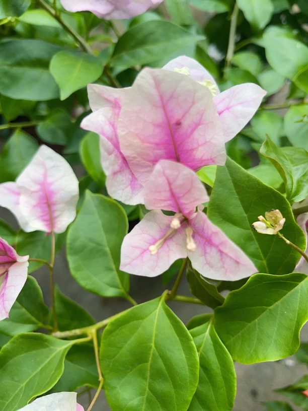 张红英三角梅【一物一拍】【运输过程中掉花落叶正常现象、介意慎拍】
