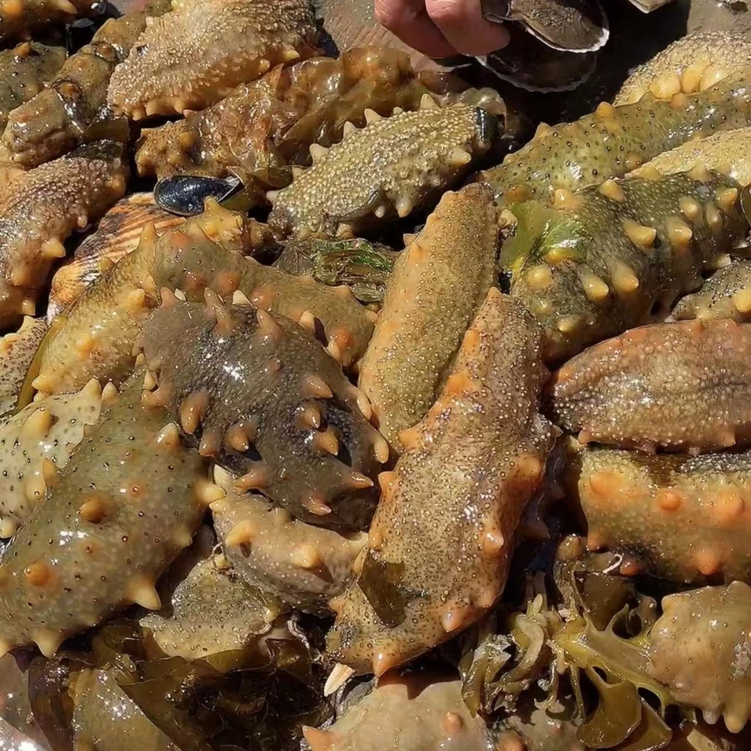 【侯大叔】大连海参（20斤鲜活海参）免费加工海参 （5头/斤）