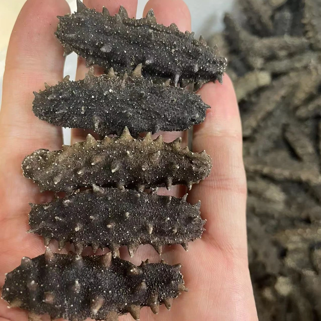 【侯大叔海参】大连底播淡干海参滋补海参淡干海参500g