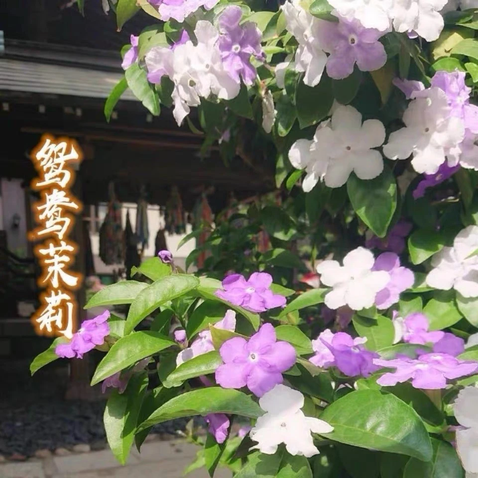 双色茉莉花盆栽室内外盆栽花卉阳台庭院种植鸳鸯茉莉花苗四季开花