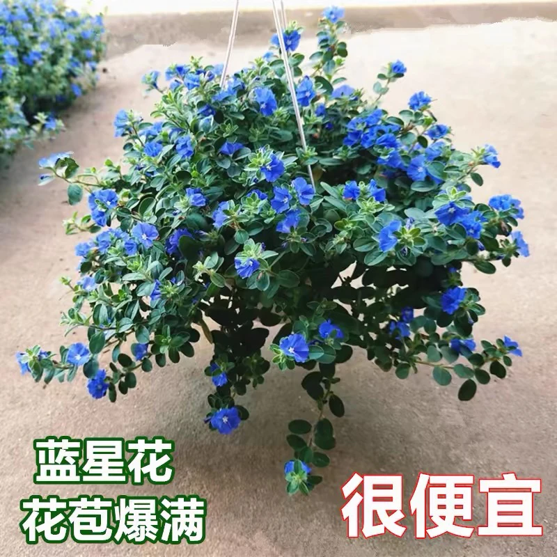 蓝星花盆栽带花苞阳台庭院花园耐热四季开花吊兰花卉垂吊好养植物