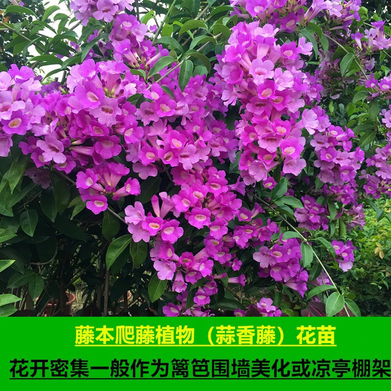 爬藤植物 蒜香藤花苗 紫铃藤 漂亮藤本花多好养庭院绿篱盆栽花卉