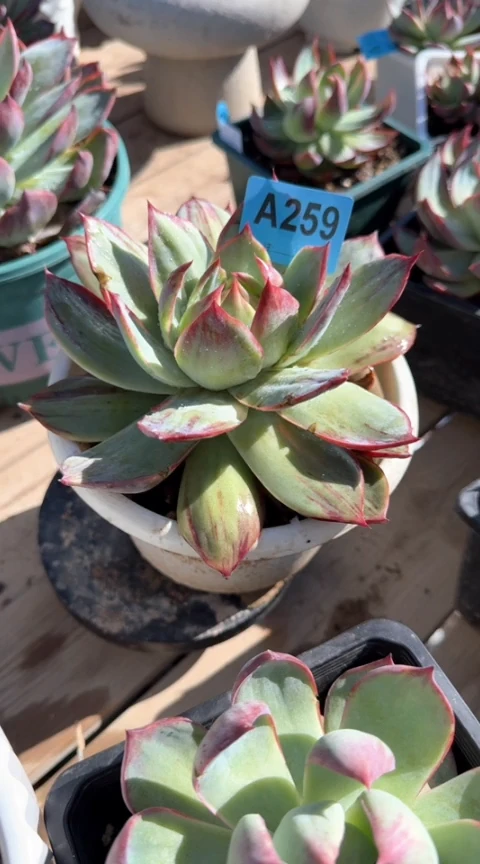 【闪购商品】A259惊鸿仙子