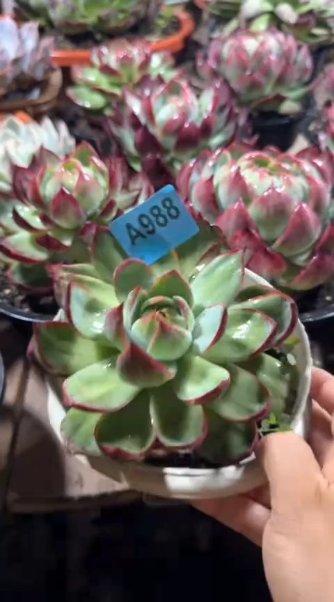 【闪购商品】A988 惊鸿仙子