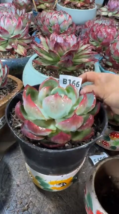 【闪购商品】B166惊鸿仙子（裸根发货）