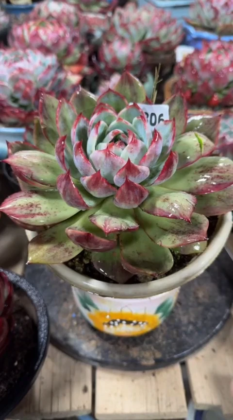 【闪购商品】A806惊鸿仙子（裸根发货）（瑕疵）