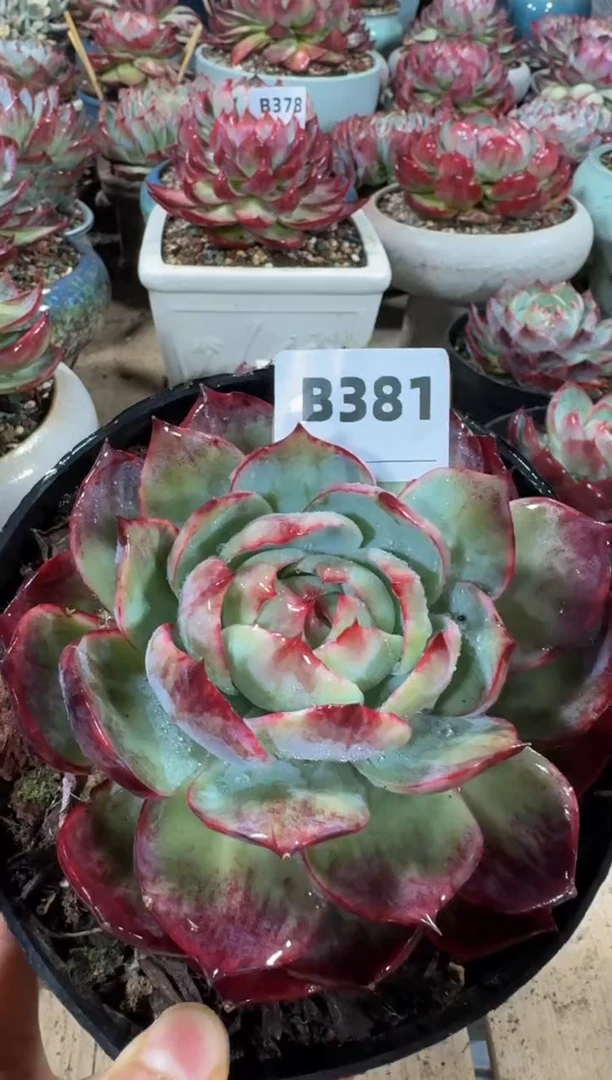 【闪购商品】B381惊鸿仙子（裸根发货）