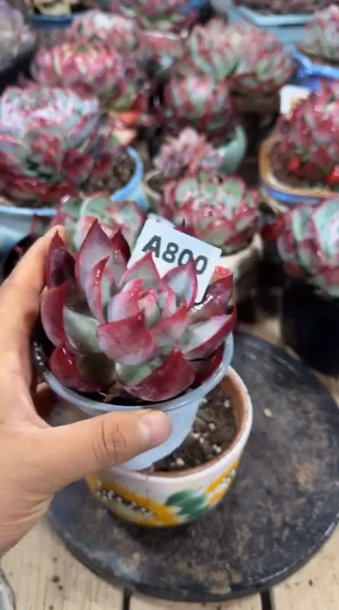 【闪购商品】A800惊鸿仙子（裸根发货）