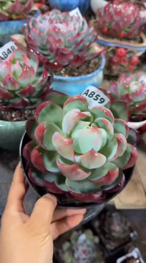 【闪购商品】A859惊鸿仙子（裸根发货）