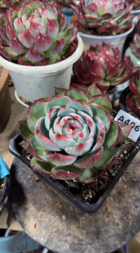 【闪购商品】A 406惊鸿仙子（裸根发货）