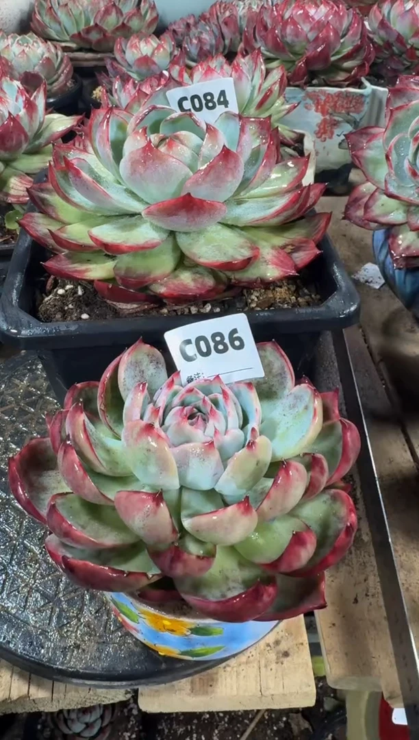 【闪购商品】C086惊鸿仙子（裸根发货）