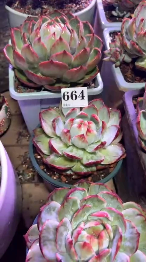 【闪购商品】664惊鸿仙子