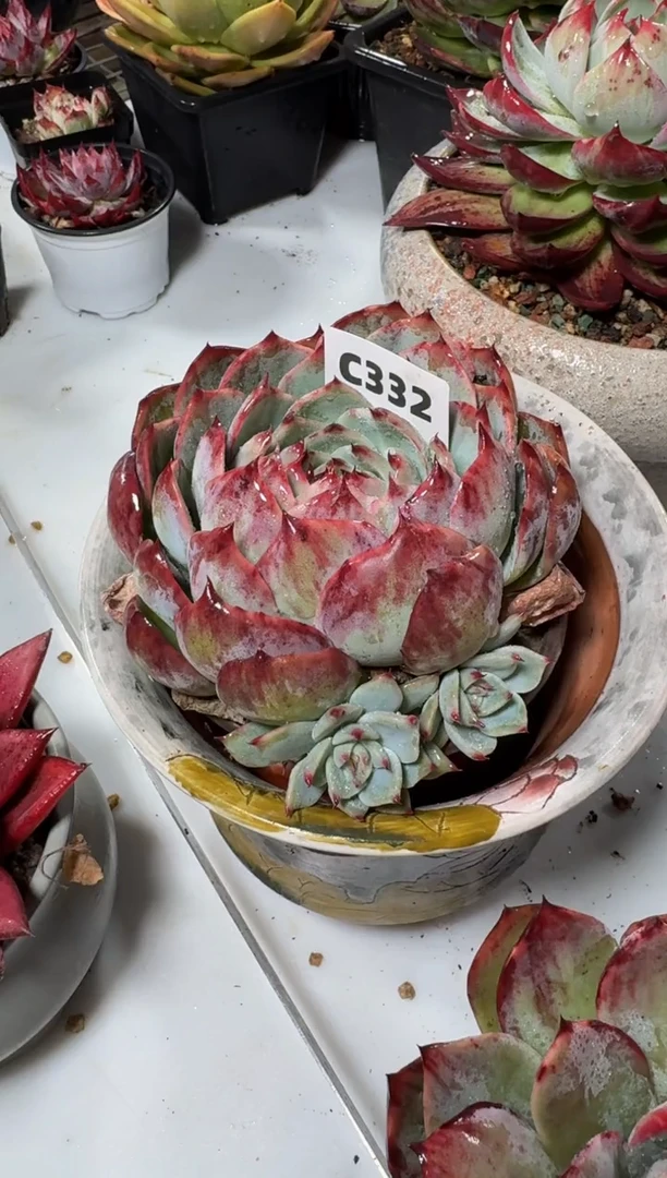 【闪购商品】C332惊鸿仙子（裸根发货）