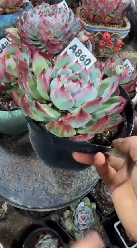 【闪购商品】A860惊鸿仙子（裸根发货）