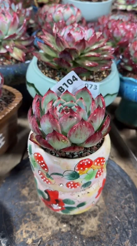 【闪购商品】B104惊鸿仙子（裸根发货）（微瑕）