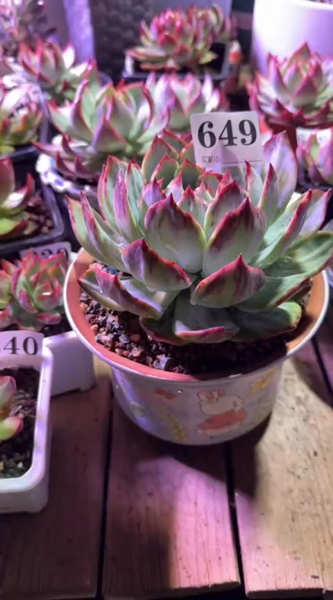 【闪购商品】649惊鸿仙子