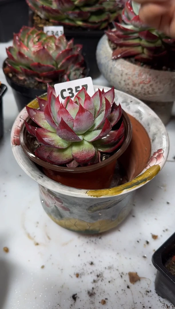 【闪购商品】C357惊鸿仙子（裸根发货）